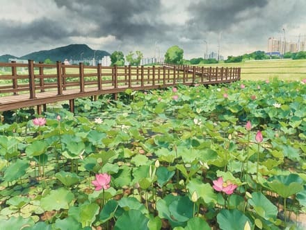 전남 순천만 국가정원 연꽃